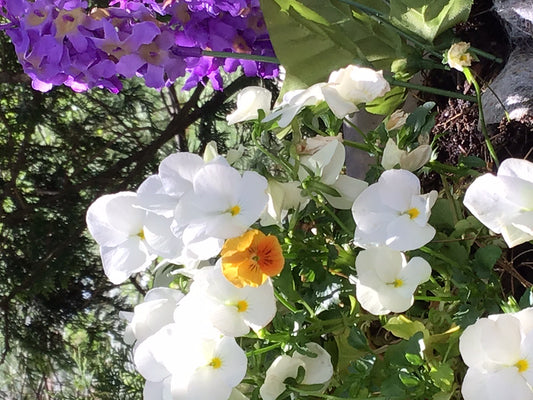 Think Spring!!!